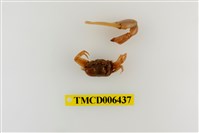 藏品(乳白南方招潮蟹)的圖片